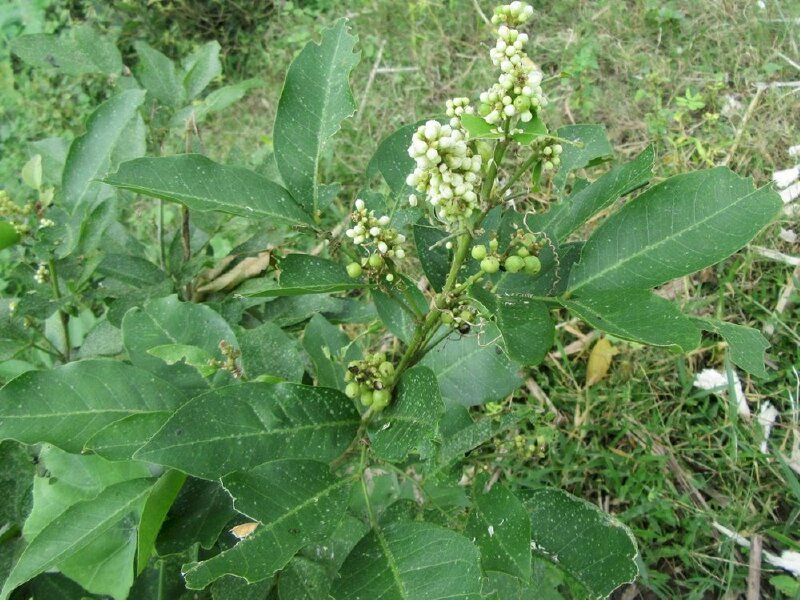 Hình ảnh cây bưởi bung ra hoa