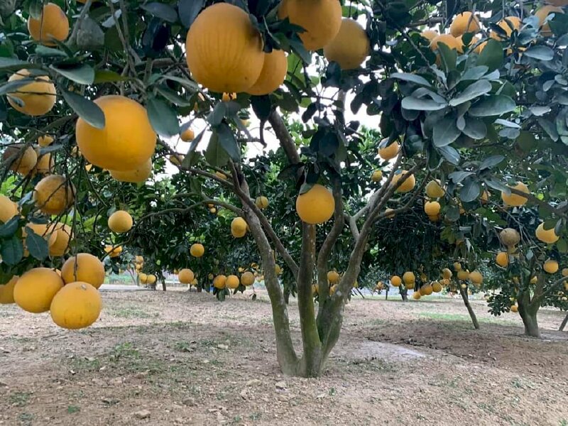 Hình ảnh vườn cây bưởi diễn với những tán cây đầy ụ quả bưởi màu vàng tuyệt đẹp