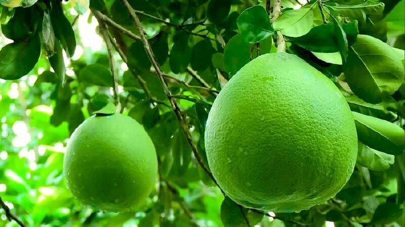 Hình ảnh cây bưởi năm roi cho ra những quả đầu tiên xanh tốt