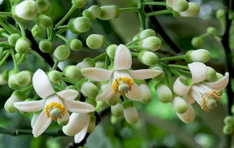 Ảnh hoa bưởi nở rộ trên tán cây