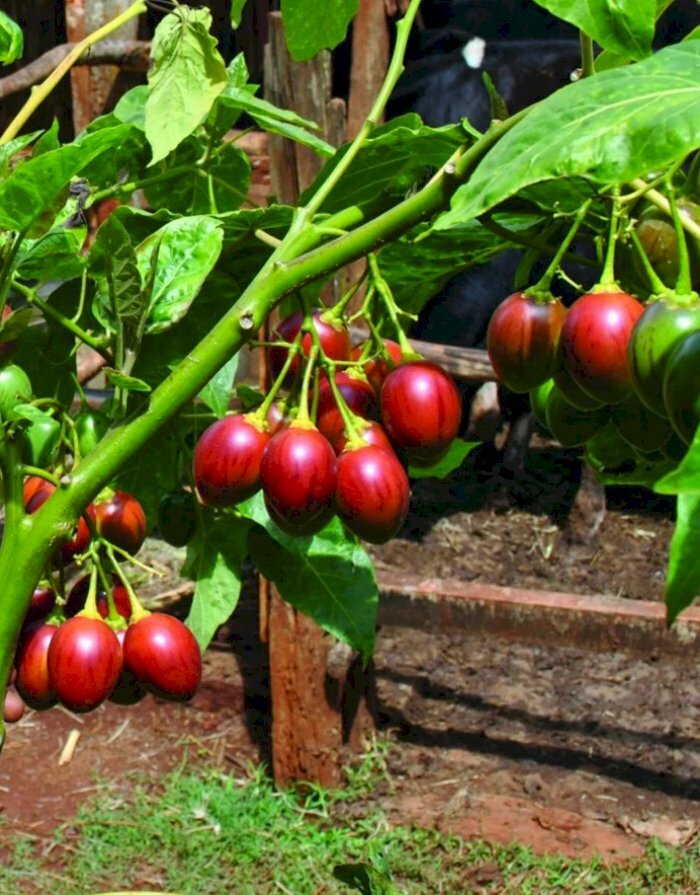 HÌnh ảnh những quả cà chua thân gỗ đỏ mọng dưới nắng