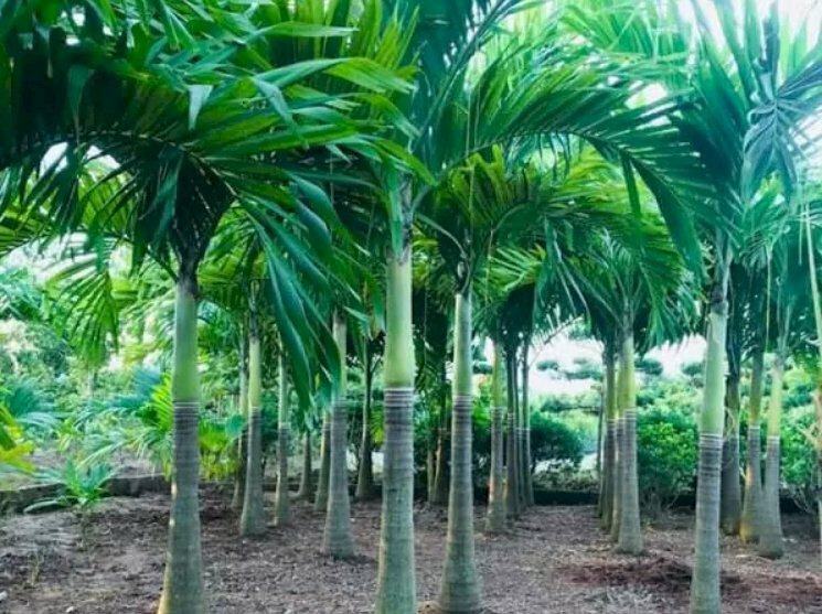 Hình ảnh vườn cau vua được trồng thẳng tấp