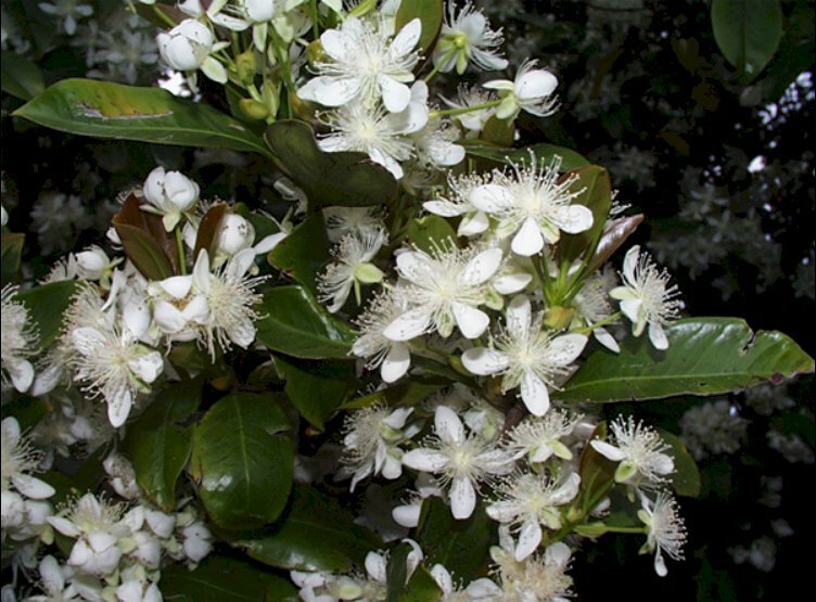 Ảnh chùm hoa cherry nở về đêm