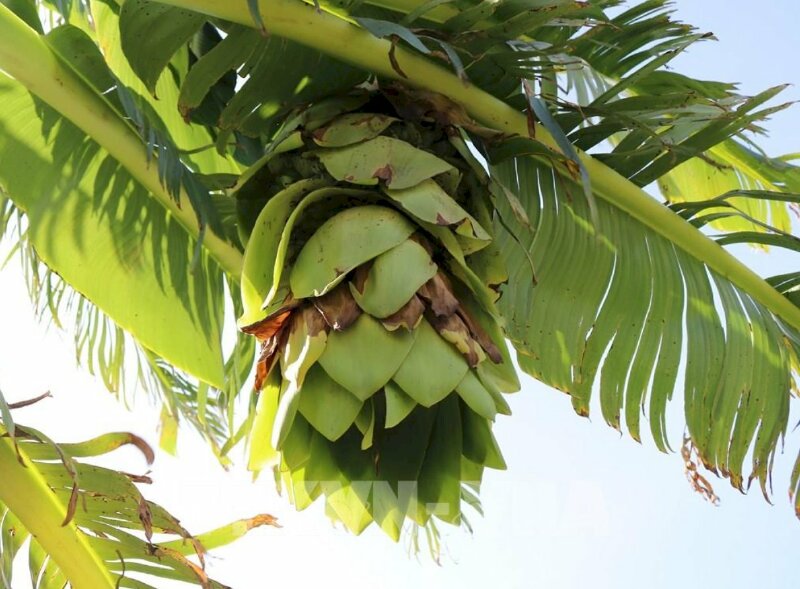 Hình ảnh hoa chuối cô đơn rất đẹp