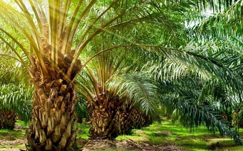 Hình ảnh tán cọ xòe đón nắng bình minh