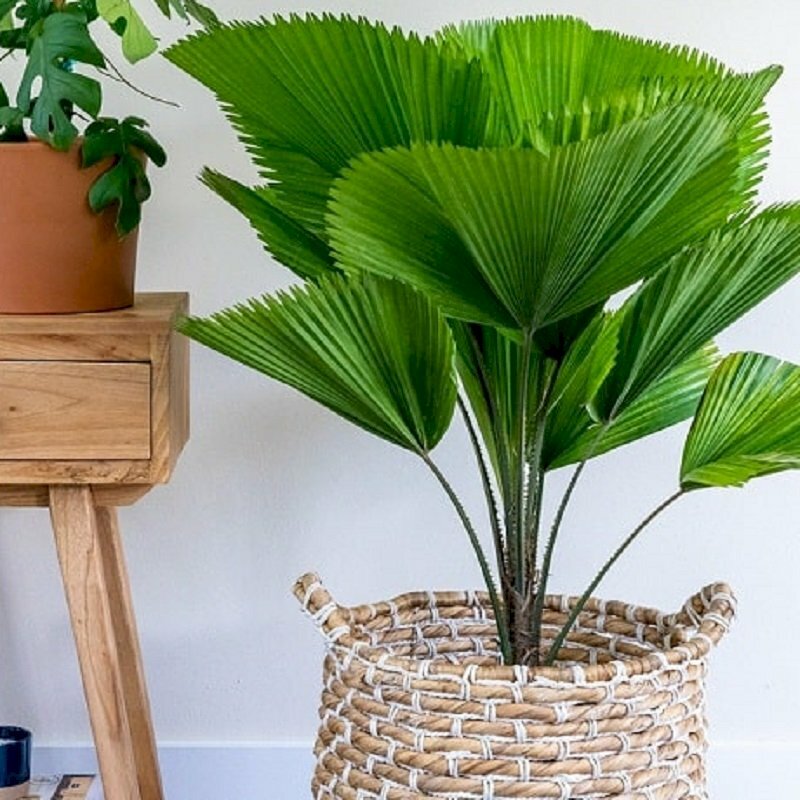 Hình ảnh cây cọ Nhật xóe tán rộng xanh tươi