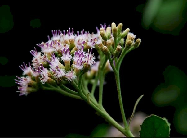 Hình ảnh nhánh hoa từ bi mọc thành từng chùm nhỏ xinh