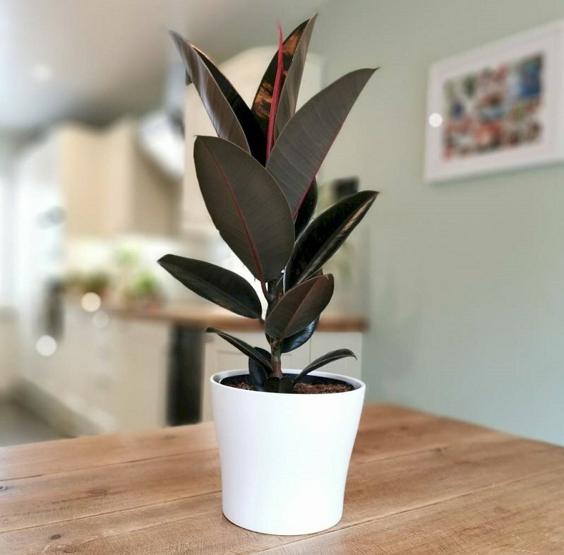 Hình ảnh chậu đa búp đỏ trang trí trong nhà