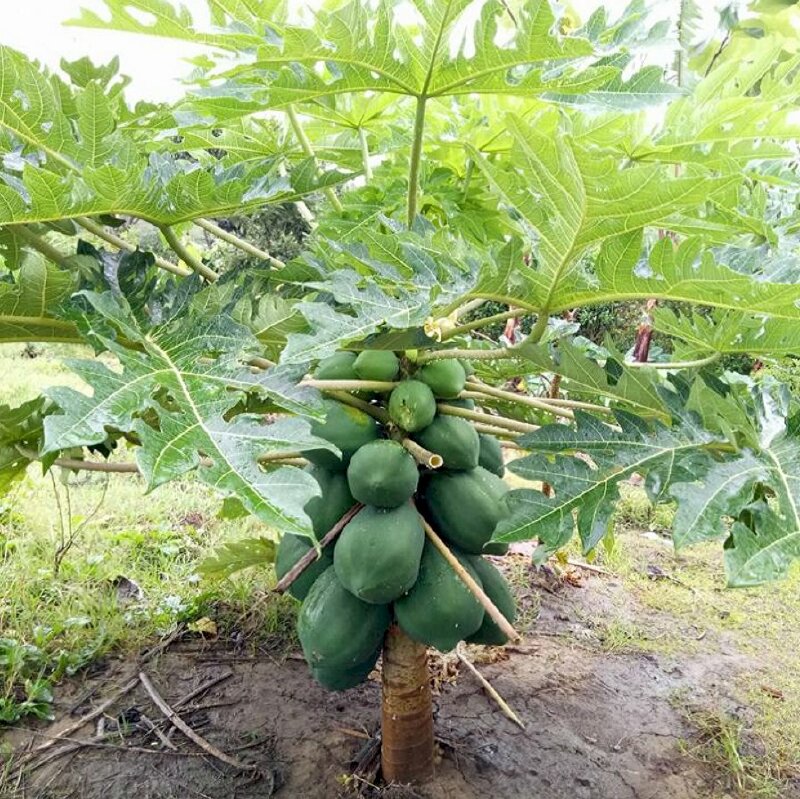 Hình ảnh cây đu đủ cái ra sai quả