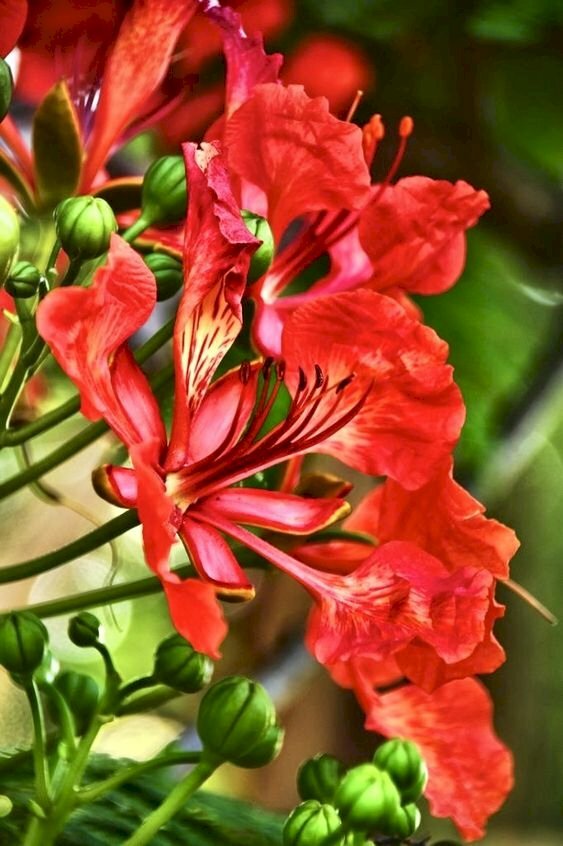 Hình ảnh cây phượng đẹp, hoa có màu đỏ, học sinh thường dùng hoa phượng ép vào vở thành hình cánh bướm