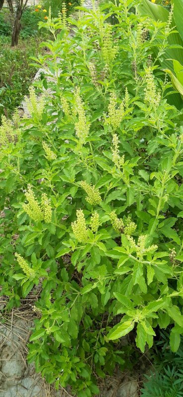 Hình ảnh cây hương nhu trắng ra hoa