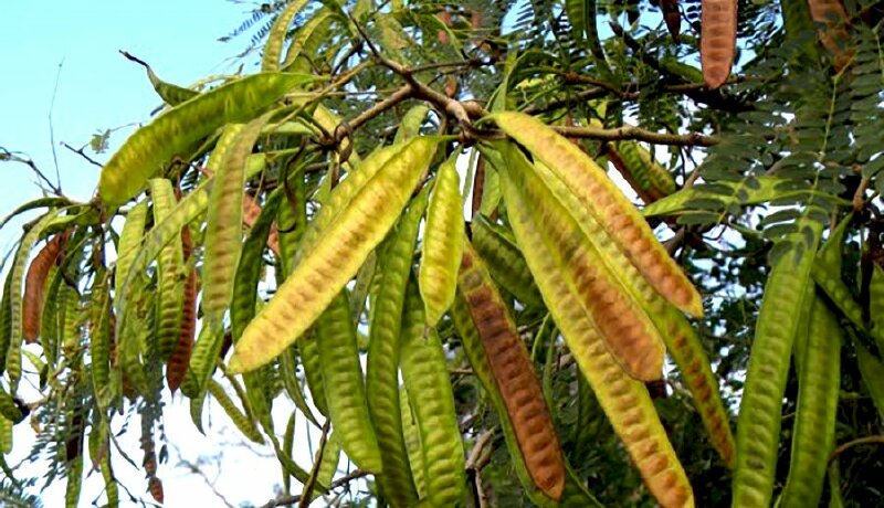 Hình ảnh chùm quả keo dậu