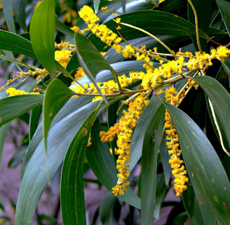 Hình ảnh cây keo tràm (cây tràm) nở những chùm hoa vàng tuyệt đẹp