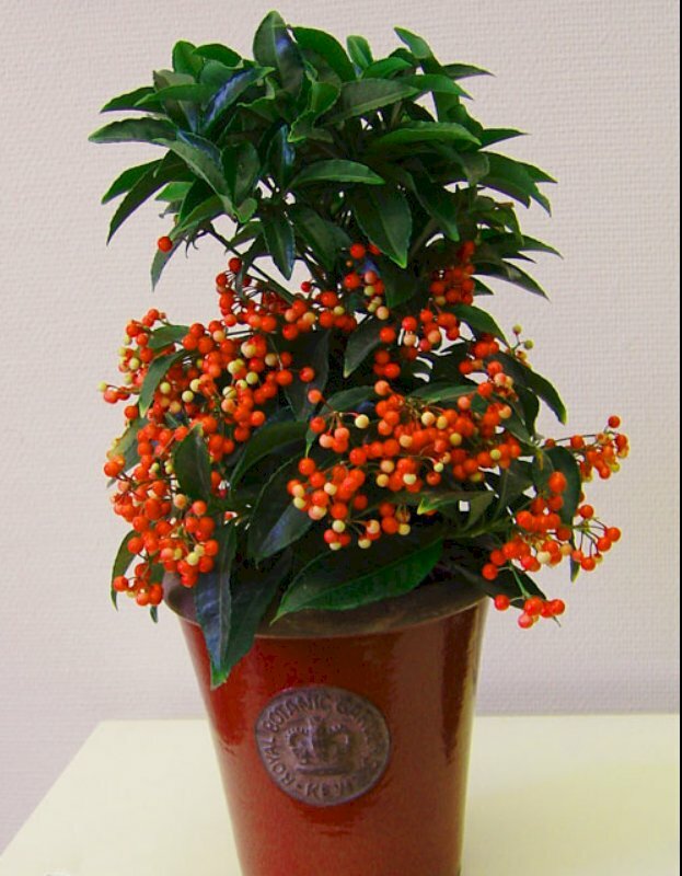 Hình ảnh chậu kim ngân lượng trang trí dịp lễ, Tết