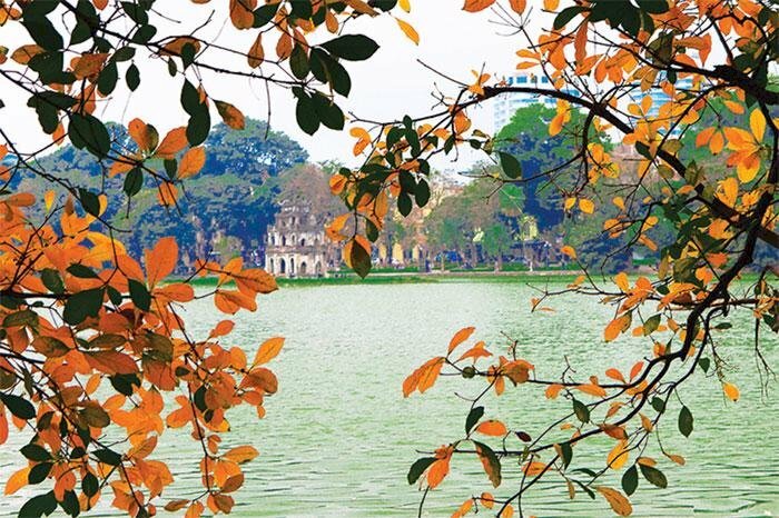 Hình ảnh cây lộc vừng Hồ Gươm mùa thay lá