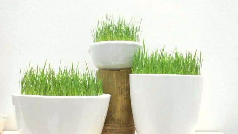 Hình ảnh những chậu sứ trồng lúa non rất đẹp và ý nghĩa