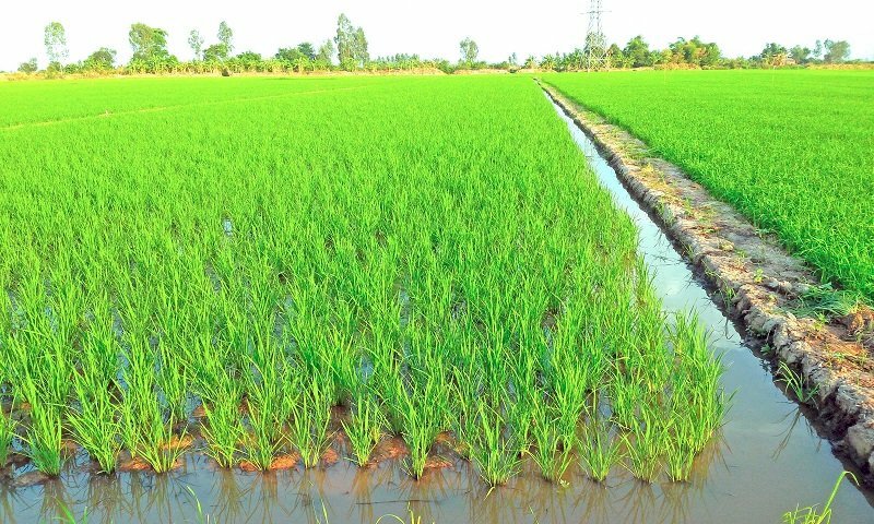 Hình ảnh ruộng lúa nước xanh ngát