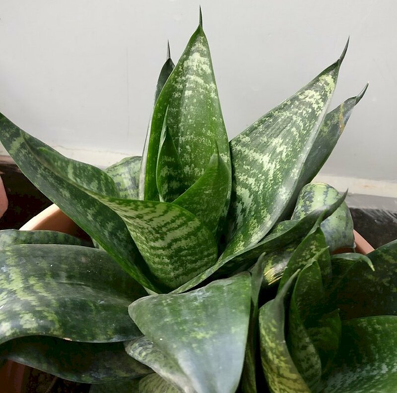 Hình ảnh chậu cây lưỡi hổ xanh với đặc điểm lá dày, dài và nhọn