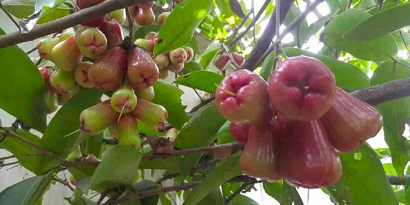 Hình ảnh quả mận chín trên cành, quả mận còn có tên gọi khác là quả roi