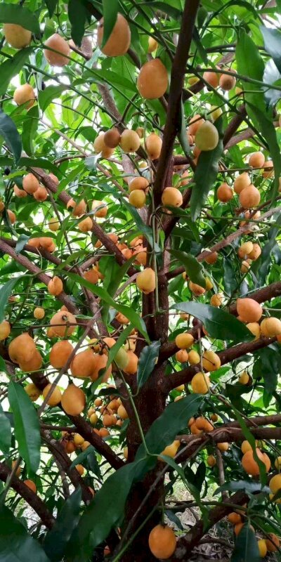Hình ảnh những quả măng cụt vàng chen chúc nhau trên cây