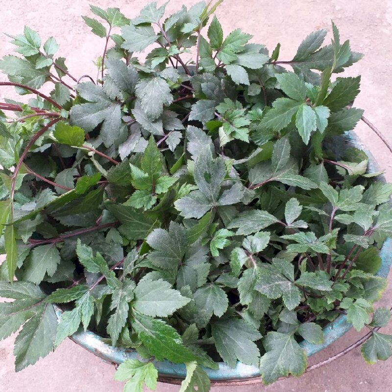 Hình ảnh rổ cây ngải cứu tím dùng làm thuốc Đông y