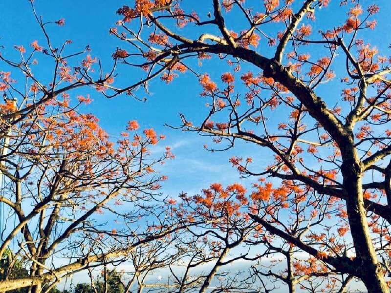 Hình ảnh của cây ngô đồng vào mùa ra hoa