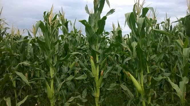 Hình ảnh cây ngô bắp ra hoa và cho quả