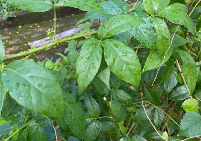 Hình ảnh cây ngũ gia bì trong Đông y được xem là một vị thuốc bổ, làm mạnh gân xương, thấp khớp, lưng gối mỏi đau,...