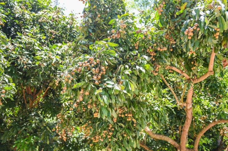 Hình ảnh cây nhãn với những chùm quả ngọt nặng trĩu trên tán cây