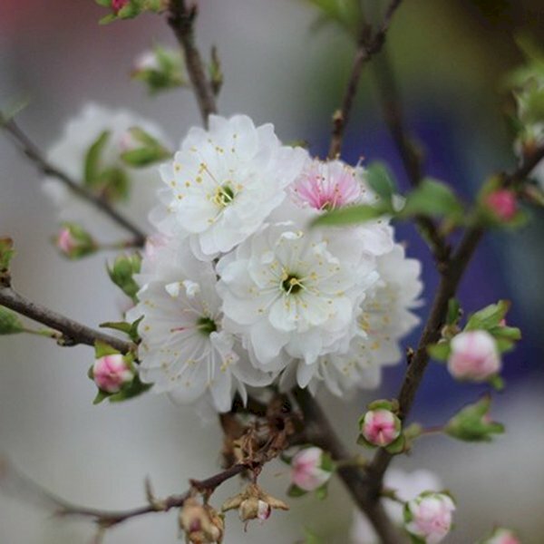 Ảnh nhành hoa nhất chi mai trắng khoe sắc Xuân