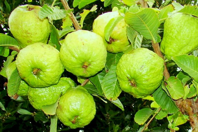 Hình ảnh cây ổi Đài Loan, đây là giống ổi lê Đài Loan rất giòn và ngọt