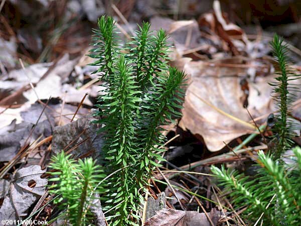 Hình ảnh cây thông đất hình ảnh rất sống động với những nhánh lá xanh biếc và là loài dược liệu quý