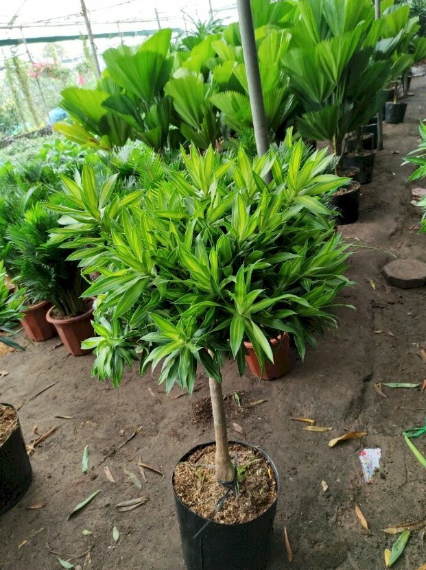 Hình ảnh chậu trúc bách hợp với ý nghĩa mang lại may mắn và tài lộc cho gia chủ