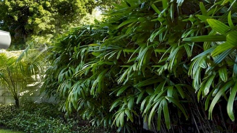 Hình ảnh giản cây trúc mai trồng làm hàng rào tuyệt đẹp