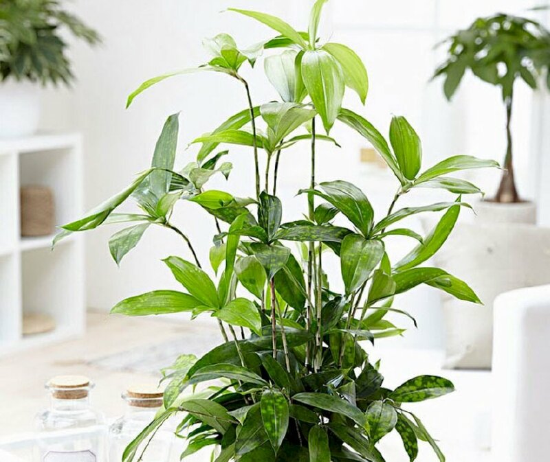 Ảnh tán lá cây trúc Nhật xanh tốt và xum xuê