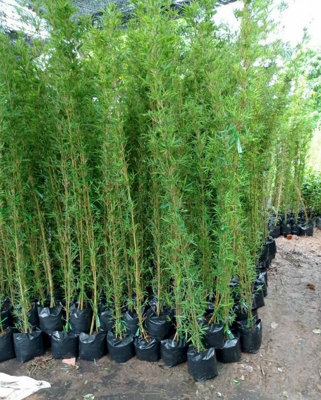 Hình ảnh vườn giống cây trúc quân tử