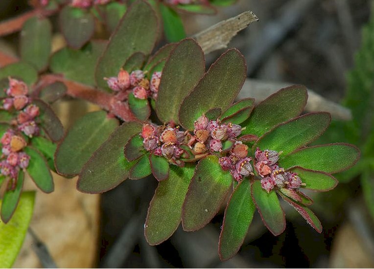 Hình ảnh cỏ sữa (cây vú sữa đất) là cây thảo, mọc bò, có lông và có nhựa mủ trắng
