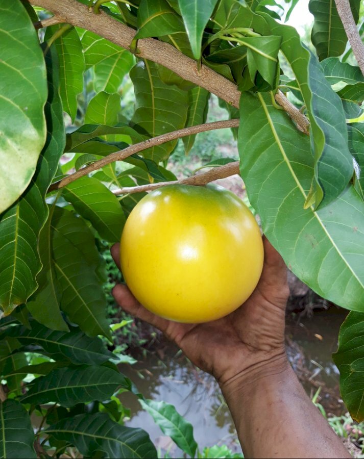 Hình ảnh quả vú sữa hoàng kim to tròn lấp ló trên tán cây