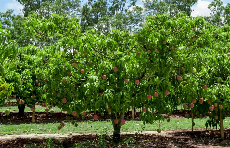 Hình ảnh cây xoài quả ửng hồng rất đẹp khác với hình ảnh cây xoài đất, hình ảnh cây xoài thái, hình ảnh cây xoài đài loan, hình ảnh cây xoài cát. Mỗi giống cây đều có hình dáng quả khác nhau