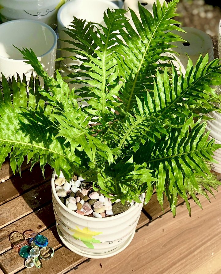 Hình ảnh cây dương xỉ trong chậu sứ tỏa màu xanh ngát dưới nắng