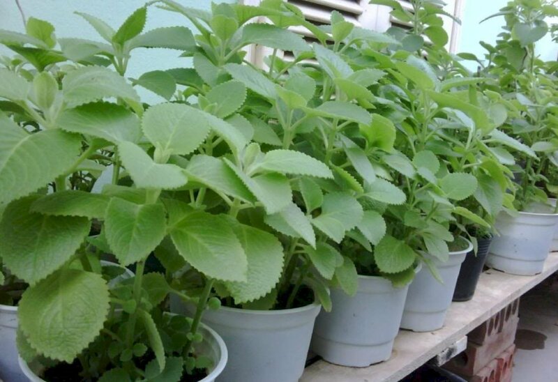 Hình ảnh chậu húng chanh được trồng và chăm sóc tốt