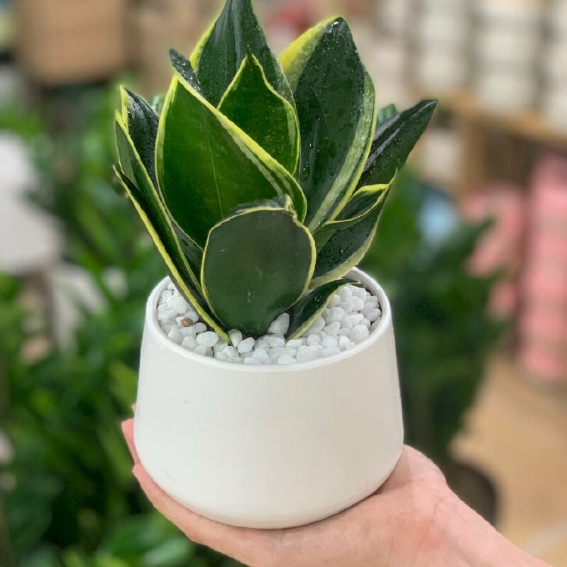 Hình ảnh chậu cây lưỡi hổ vàng theo phong thủy có tác dụng trừ tà, xua đuổi ma quỷ, đẩy lùi niềm xấu, mang lại may mắn, tài lộc và thành công cho người trồng