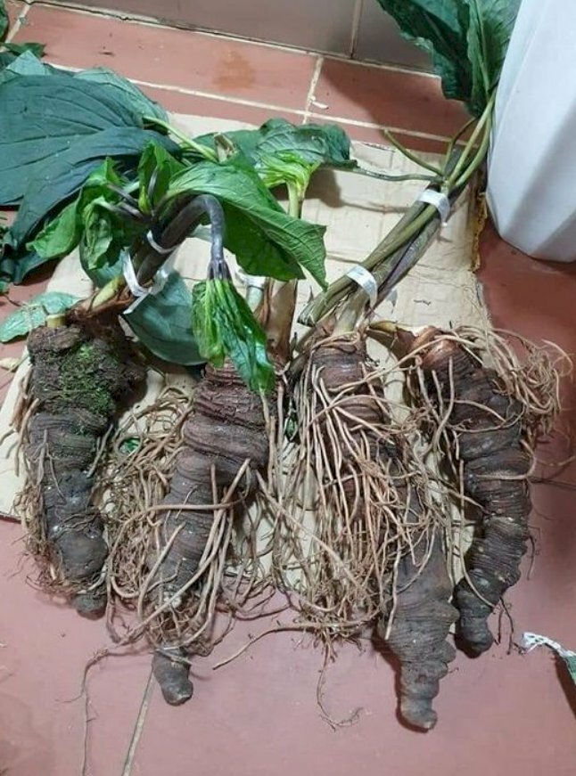 Hình ảnh củ sâm bảy lá còn có tác dụng hỗ trợ chữa trị một số bệnh như: viêm phế quản mãn tính, ung nhọt,...