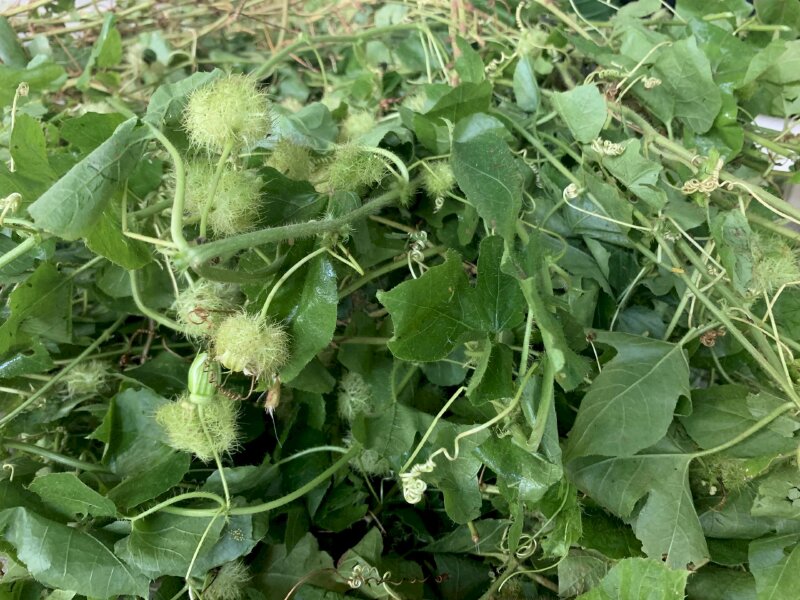 Hình ảnh vườn lạc tiên có tác dụng chống mất ngủ, hỗ trợ an thần, suy nhược thần kinh