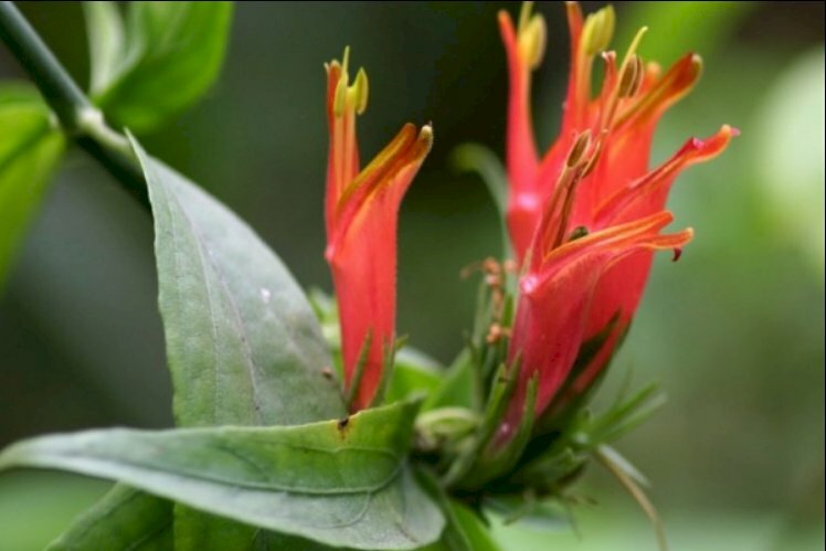 Hình ảnh hoa bìm bịp đỏ tươi trên chùm lá xanh