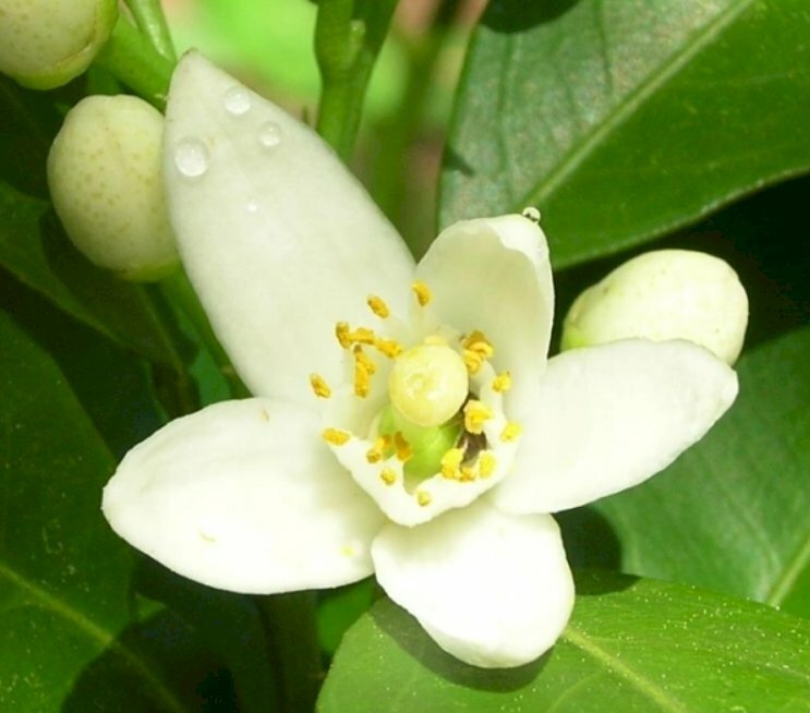Hình ảnh hoa cam trắng như tuyết