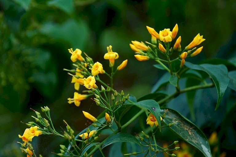 Hình ảnh chùm hoa cây lá ngón màu vàng rất đẹp nhưng lại là một loài cây kịch độc