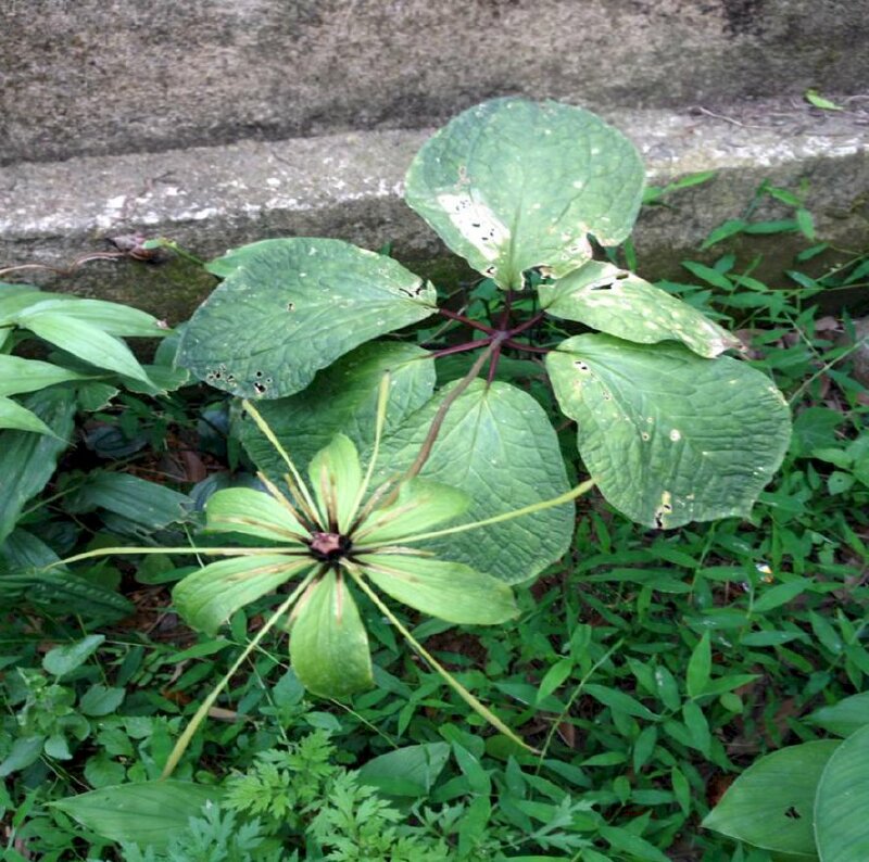 Cây sâm bảy lá ra hoa, mọc gần vách đá
