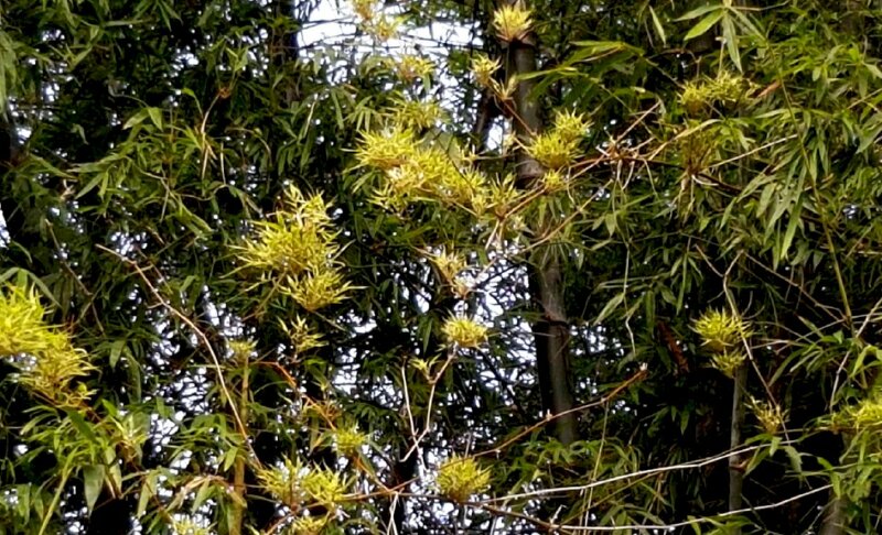 Hình ảnh những bông hoa tre độc lạ ở Việt Nam