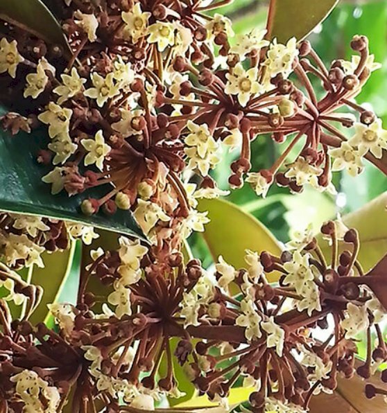 Hình ảnh hoa vú sữa nở rộ tuyệt đẹp